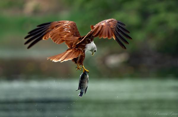 Image of Vertebrate, Bird, Beak, Eagle, Bald eagle, Bird of prey etc.