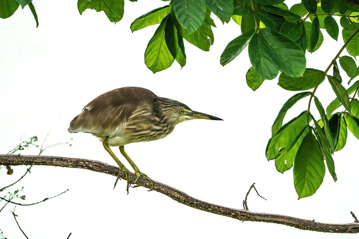 Image of Vertebrate, Bird, Beak, Green heron, Butorides etc.