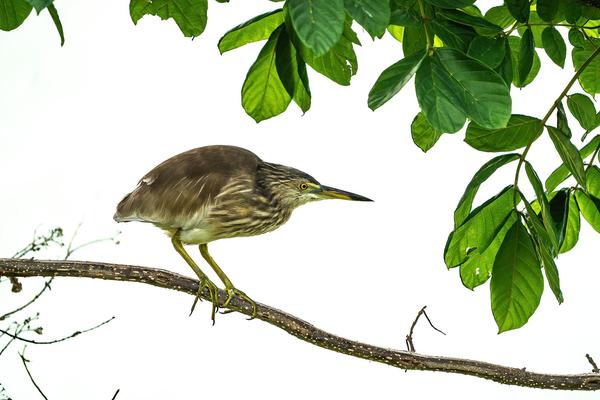 Image of Vertebrate, Bird, Beak, Green heron, Butorides etc.