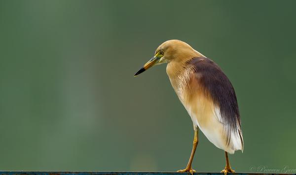 Image of Wildlife, Vertebrate, Bird, Beak etc.