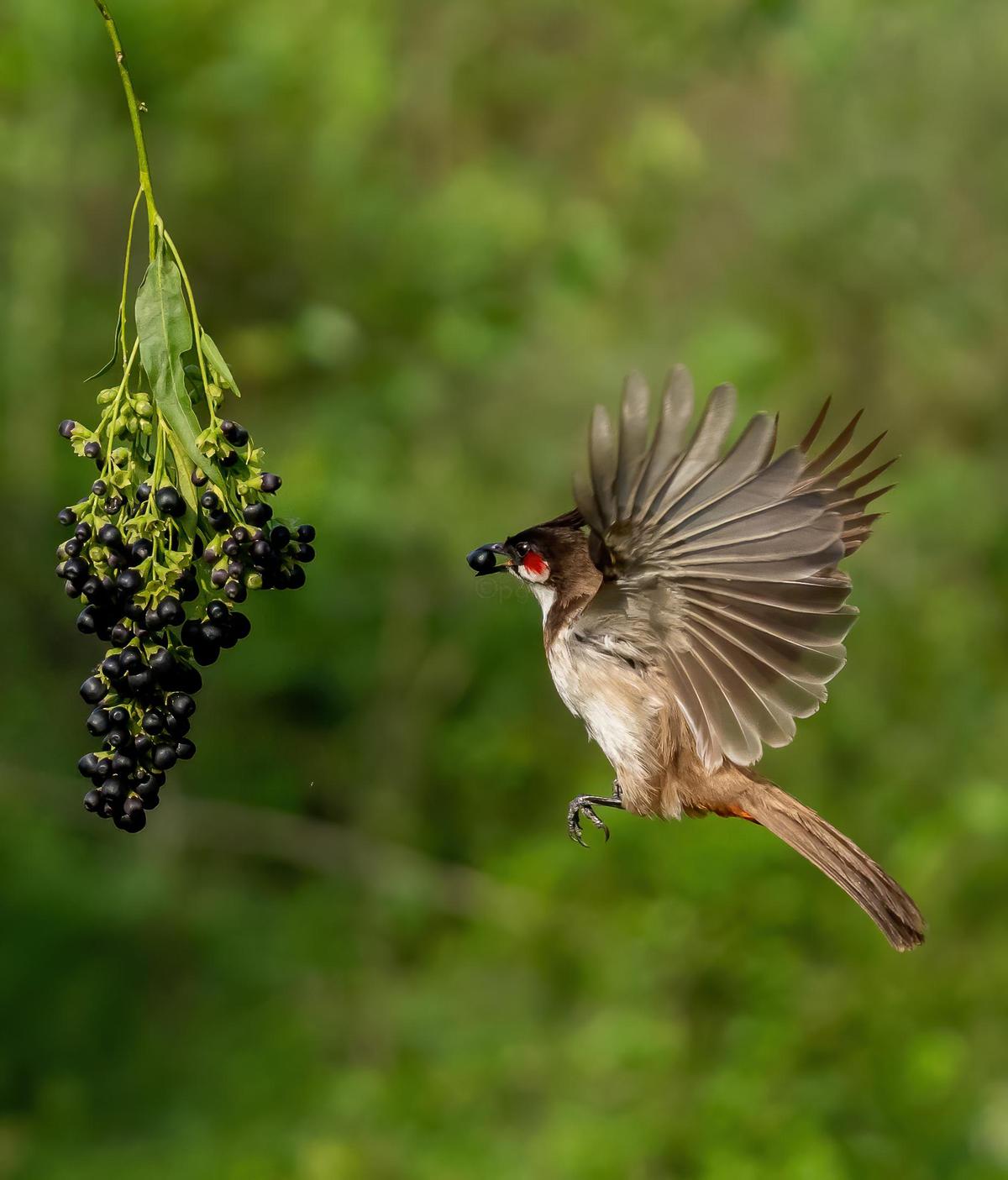 Image of Vertebrate, Bird, Beak etc.