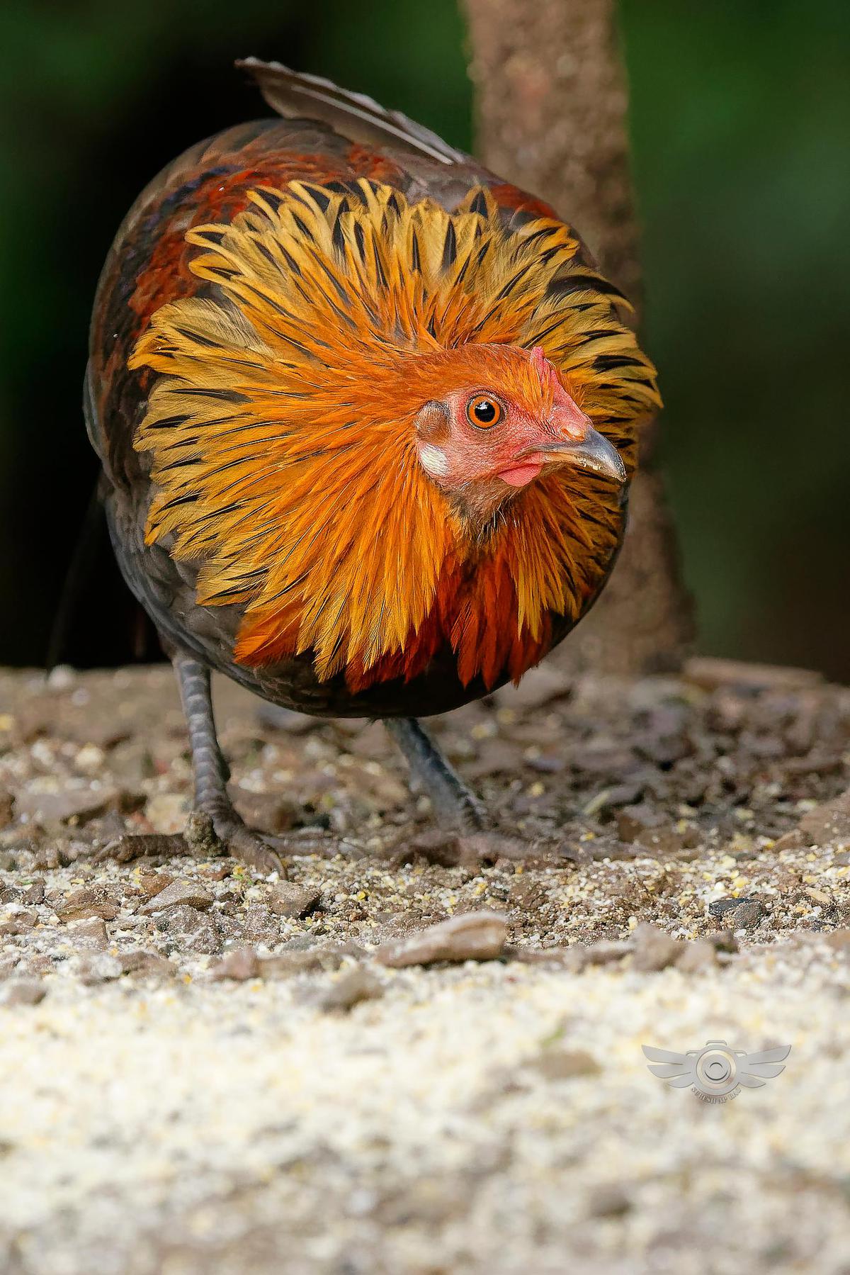 Image of Galliformes, Fowl, Orange, Wildlife, Chicken, Beak etc.