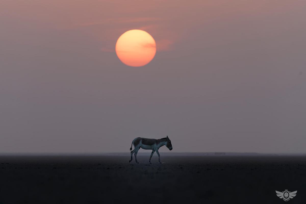 Image of Sunset, Morning, Wildlife, Calm, Sunrise, Atmospheric phenomenon etc.