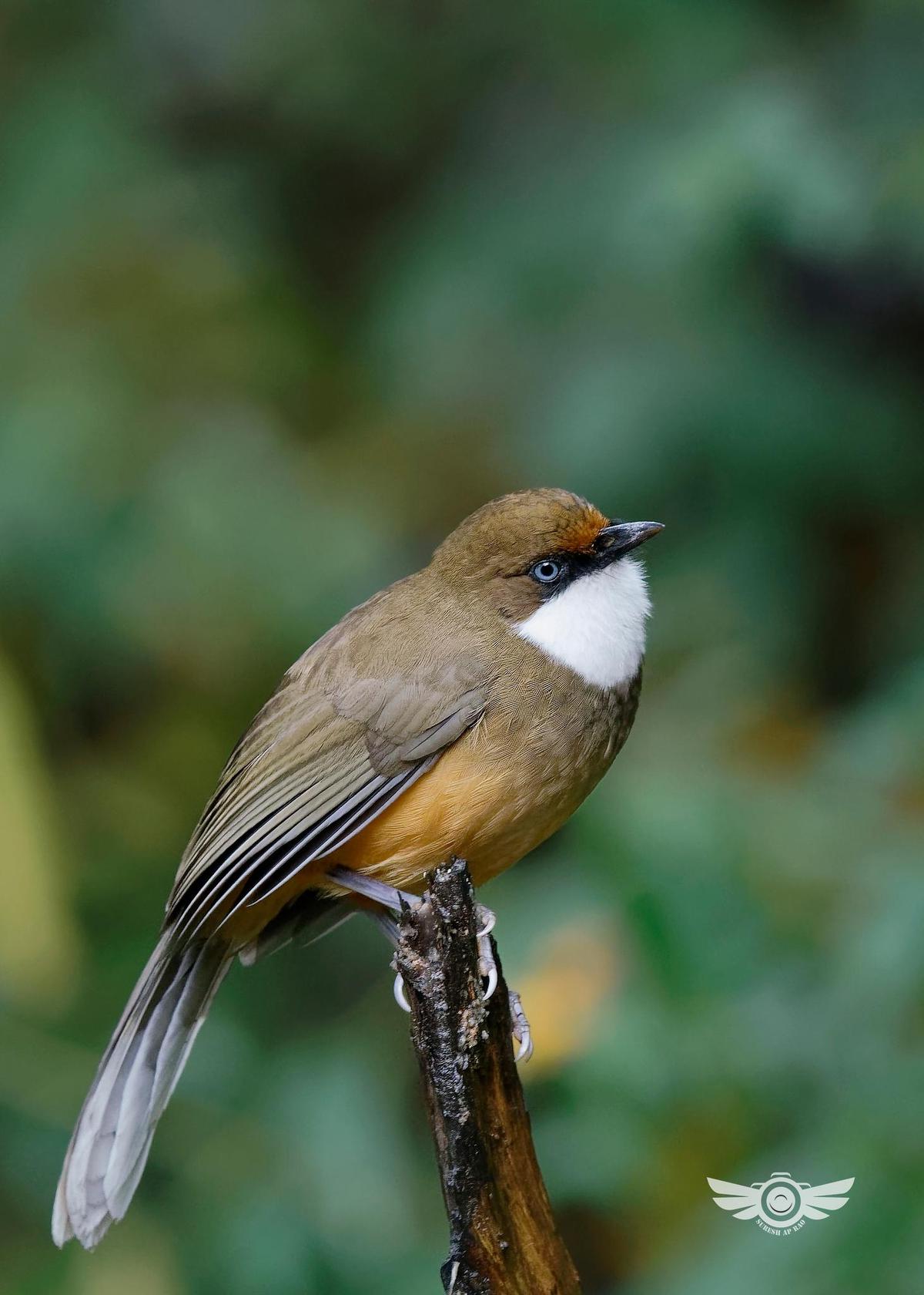 Image of Beak, Vertebrate, Bird etc.