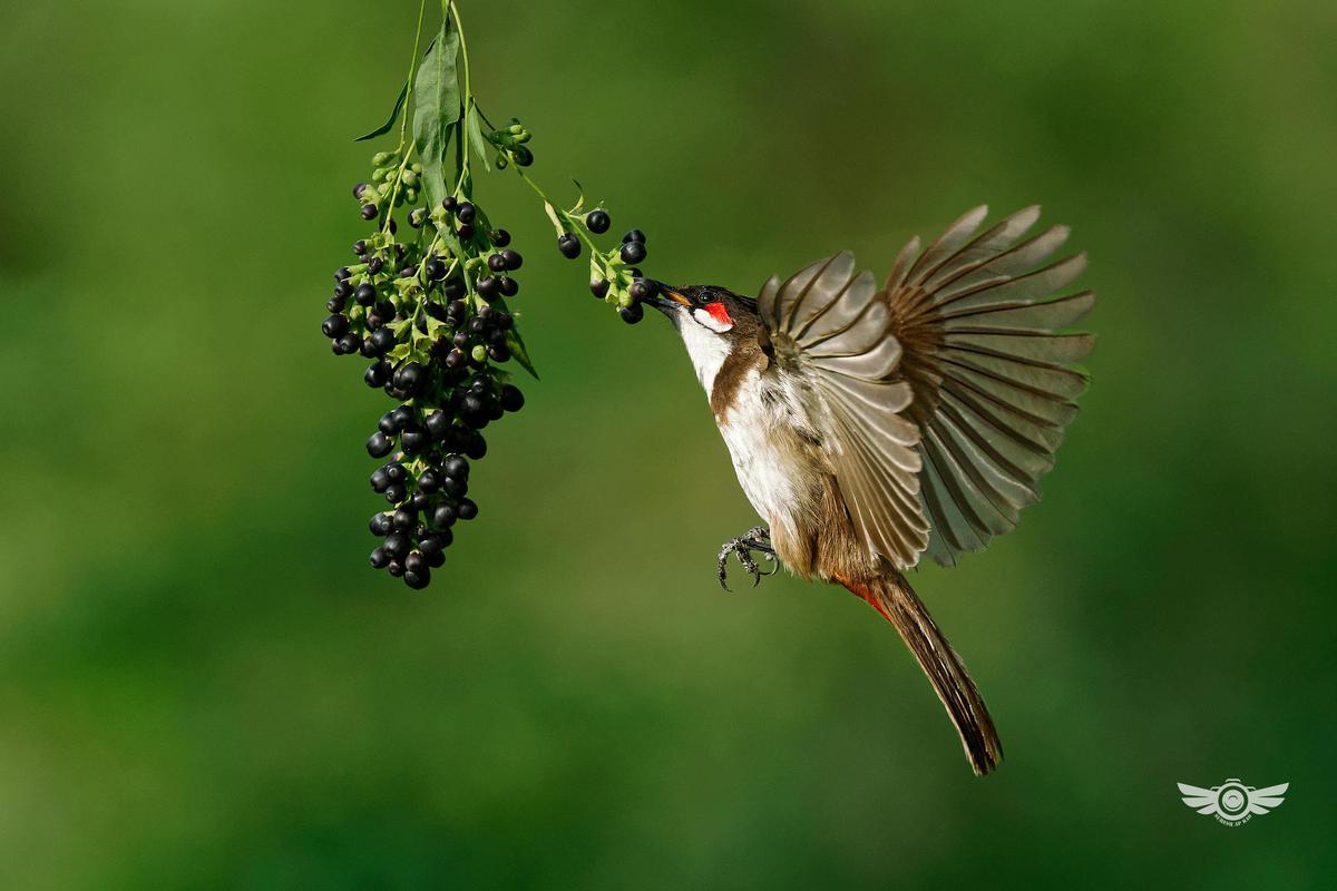 Image of Bird, Beak etc.