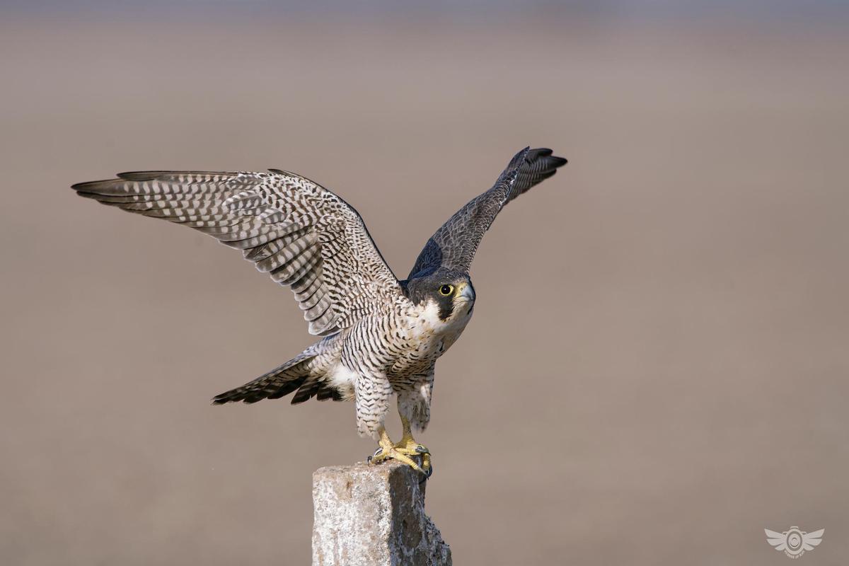 Image of Bird of prey, Beak, Falcon, Peregrine falcon, Vertebrate, Bird etc.