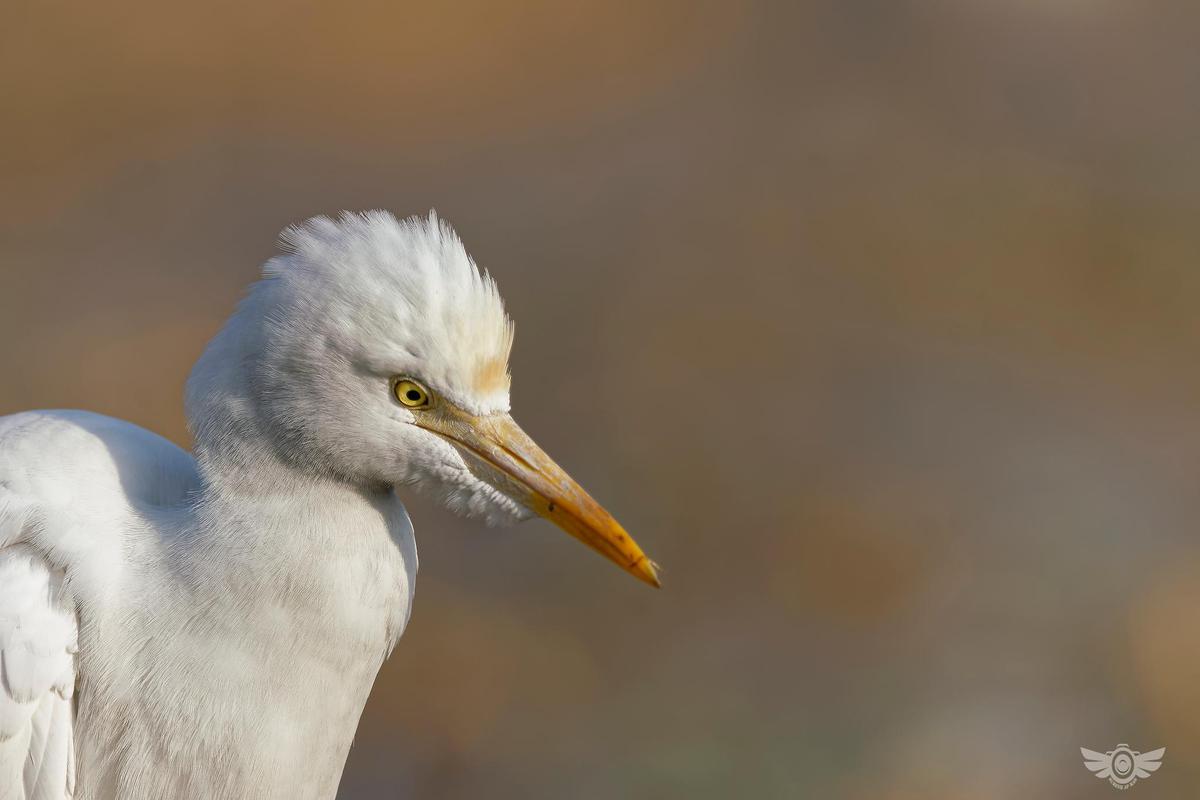 Image of Wildlife, Vertebrate, Close-up, Bird, Beak, Great egret etc.