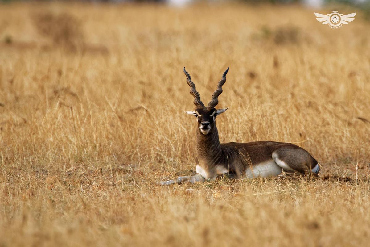 Image of Wildlife, Vertebrate, Terrestrial animal, Mammal, Gazelle, Antelope etc.