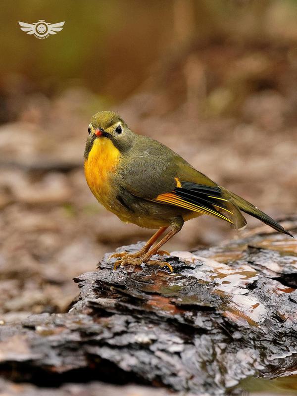 Image of Vertebrate, Bird, Beak, Finch, Emberizidae, Atlantic canary etc.