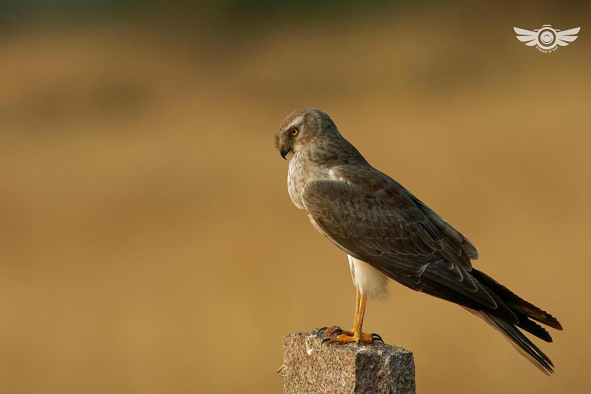 Image of Vertebrate, Bird, Beak, Bird of prey, Accipitriformes, Northern Harrier etc.