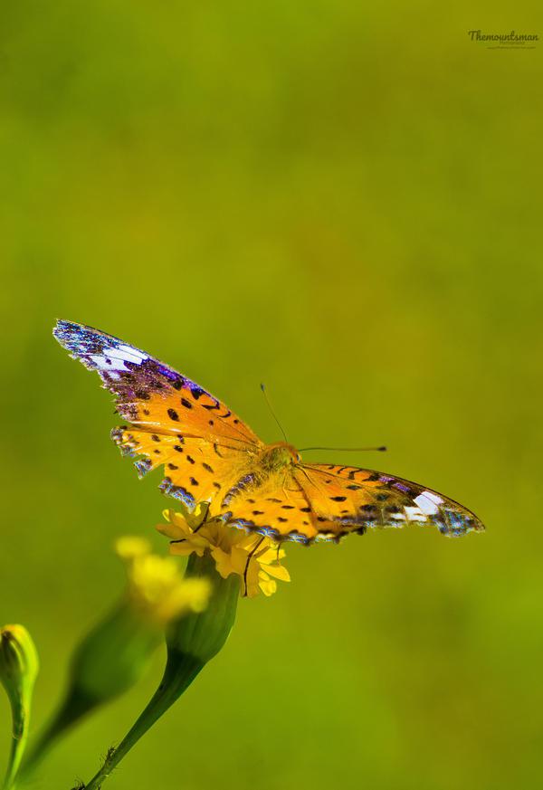 Image of Plant, Insect, Arthropod, Butterfly, Moths and butterflies, Pollinator etc.