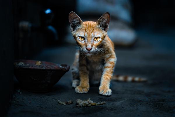 Image of Felidae, Eye, Blue, Road surface, Fawn, Carnivore etc.
