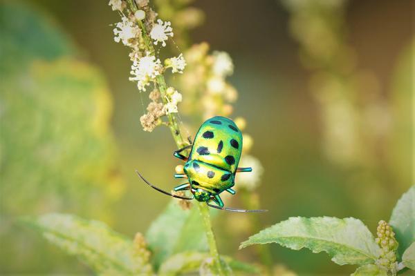 Image of Plant, Flower, Insect, Pest, Arthropod, Terrestrial plant etc.