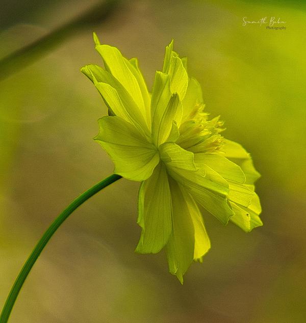 Image of Plant, Flower, Petal, Herbaceous plant etc.