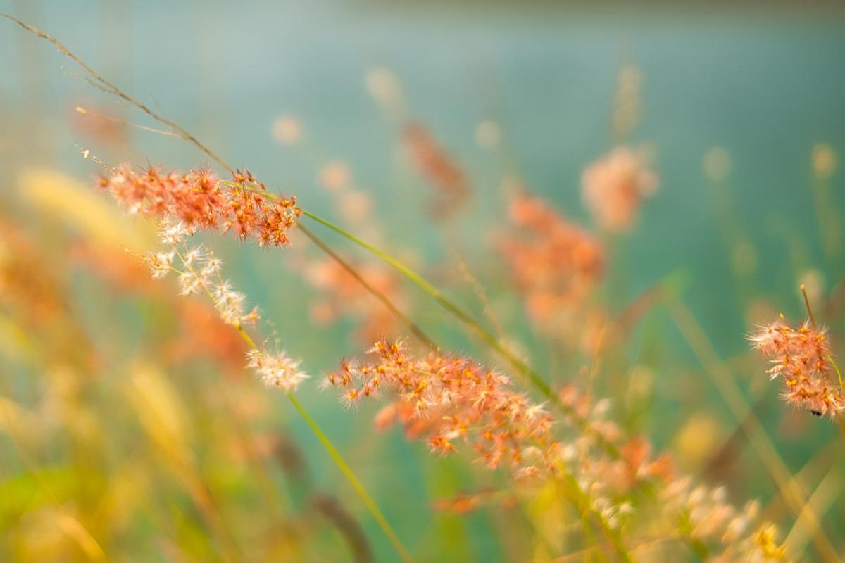 Image of Orange, Natural landscape, Plant, Flower, Grass, Terrestrial plant etc.