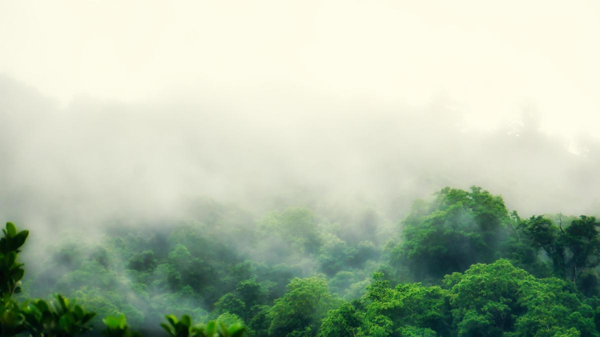 Image of Sky, Tree, Cloud, Green, Natural landscape, Plant etc.