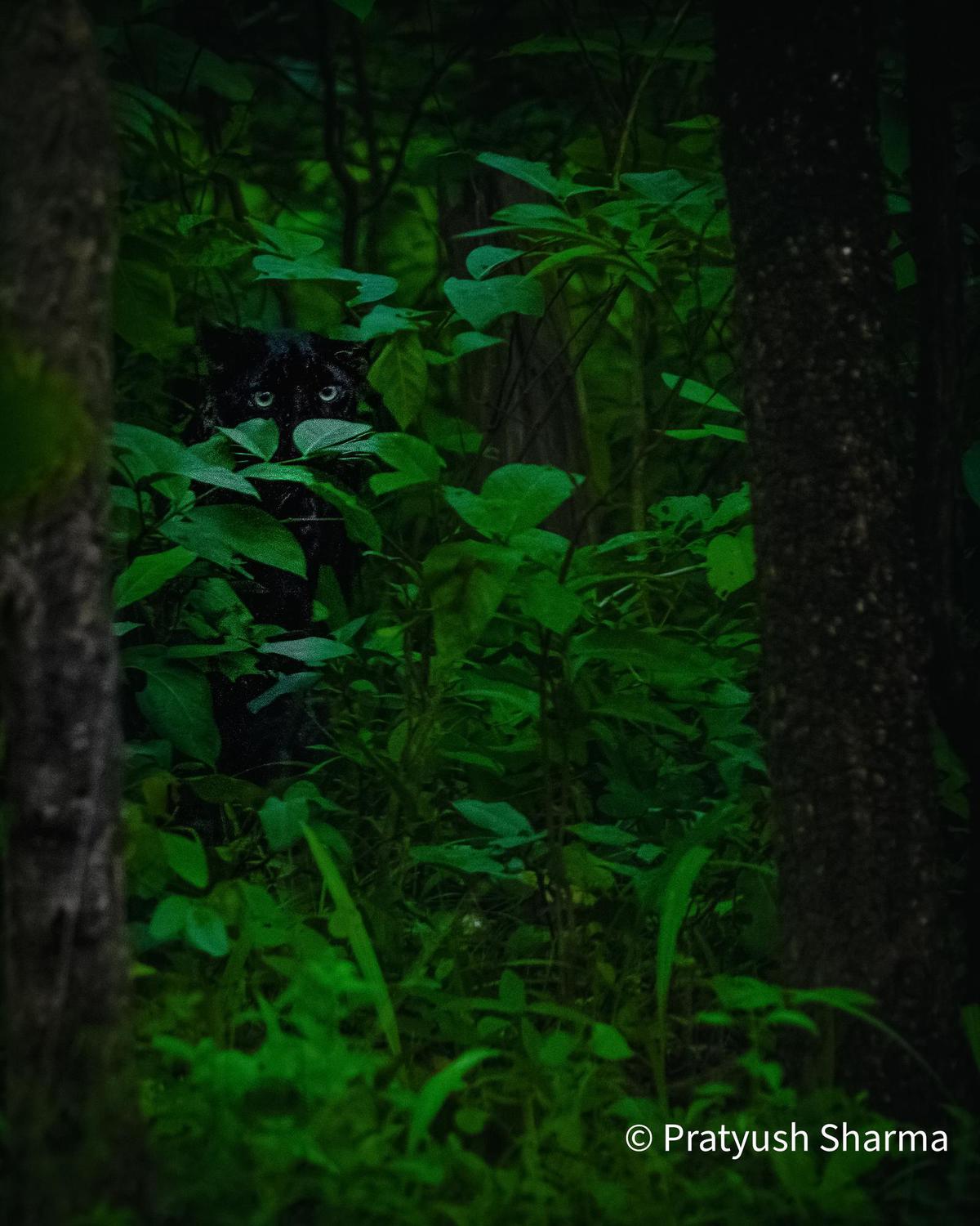 Image of  etc.