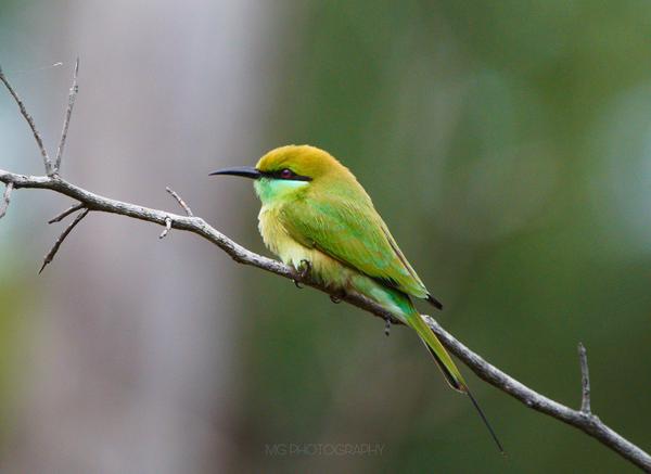 Image of Plant, Bird, Beak, Twig, bee eater etc.