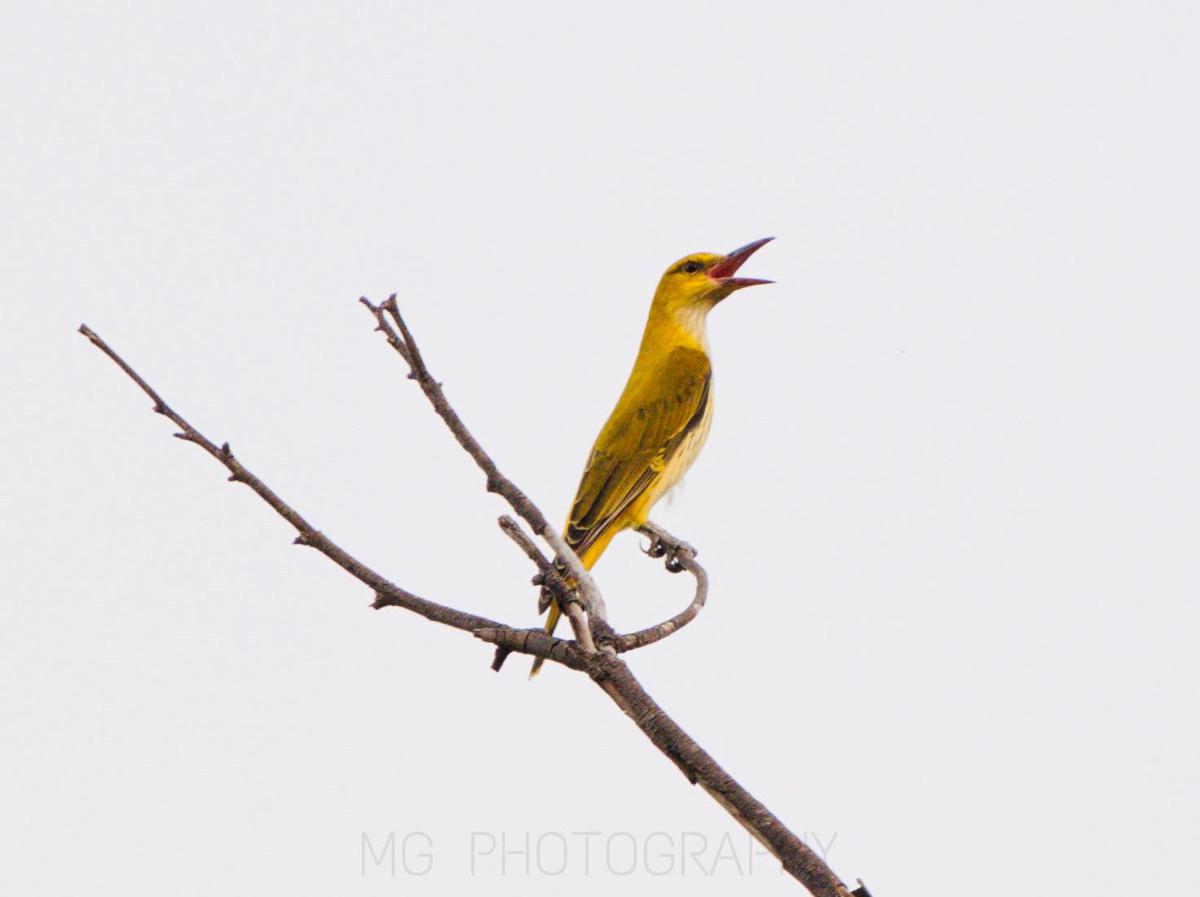 Image of Bird, Beak, Twig etc.