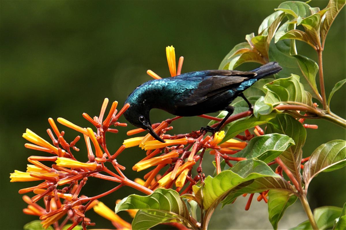 Image of Plant, Flower, Bird, Beak, Botany, Terrestrial plant etc.
