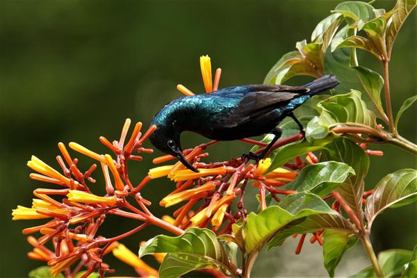 Image of Plant, Flower, Bird, Beak, Botany, Terrestrial plant etc.