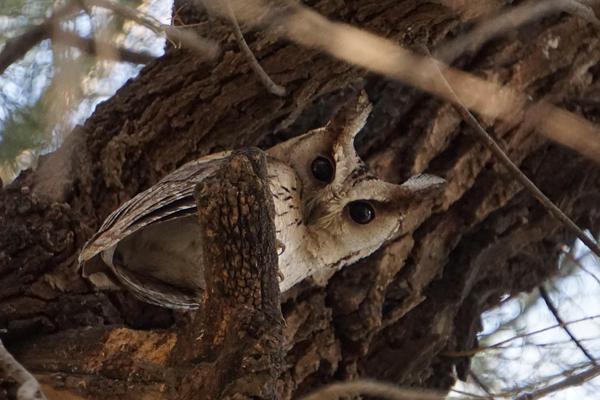 Image of Tree, Organism, Plant, Owl, Eye, Wood etc.