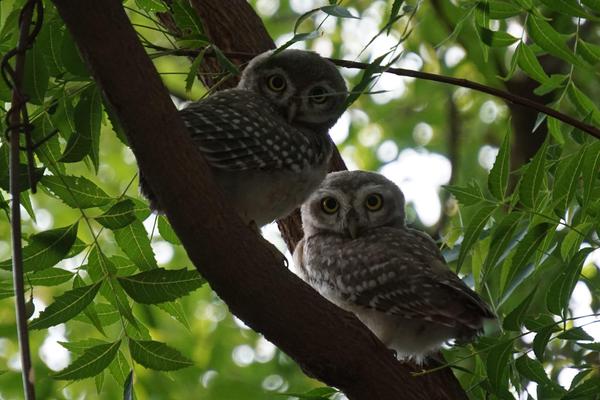 Image of Branch, Vegetation, Organism, Bird, Beak, Owl etc.