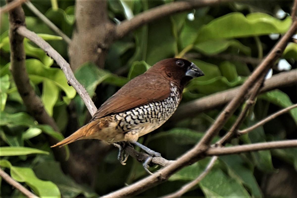 Image of Plant, Bird, Beak etc.
