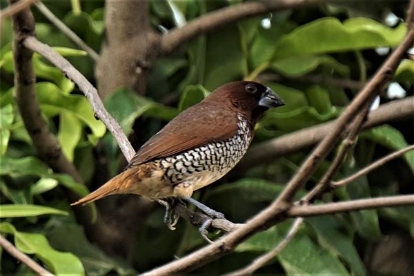 Image of Plant, Bird, Beak etc.