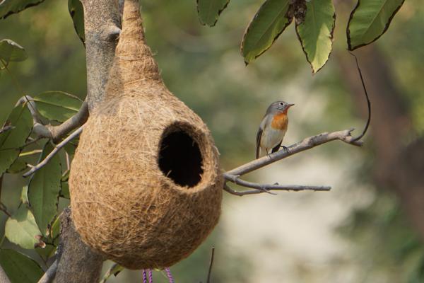 Image of Organism, Bird, Wood, Leaf, Twig, Terrestrial plant etc.