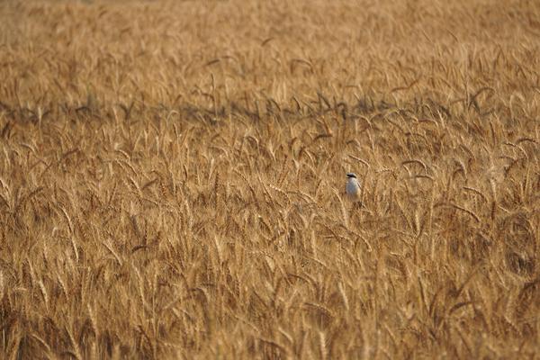Image of Natural landscape, Grassland, Plant, Natural environment, Ecoregion etc.