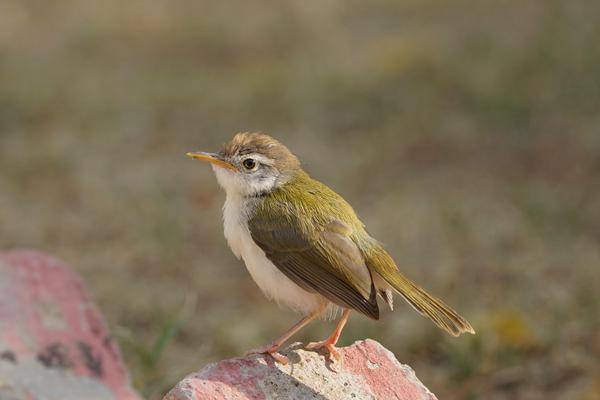 Image of Bird, Beak etc.
