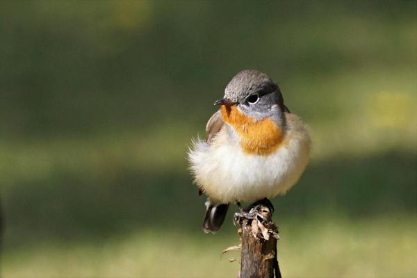 Image of Bird, Beak, Feather etc.