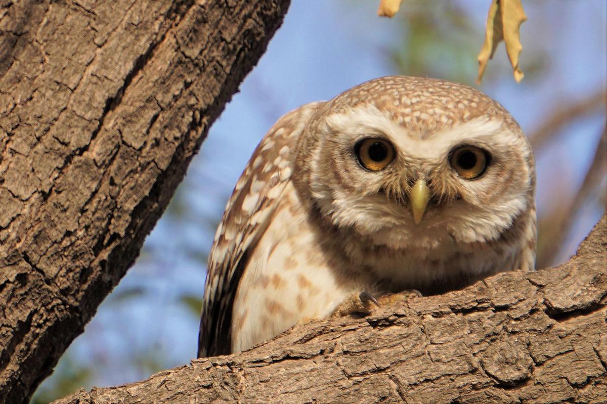 Image of Terrestrial animal, Bird, Beak, Owl, Wood etc.