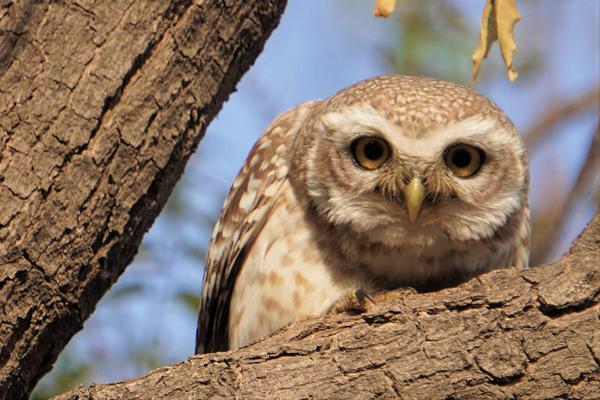 Image of Terrestrial animal, Bird, Beak, Owl, Wood etc.