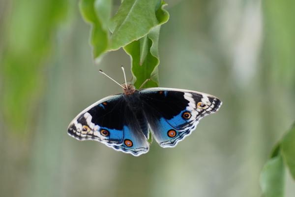 Image of Organism, Insect, Arthropod, Butterfly, Moths and butterflies, Pollinator etc.