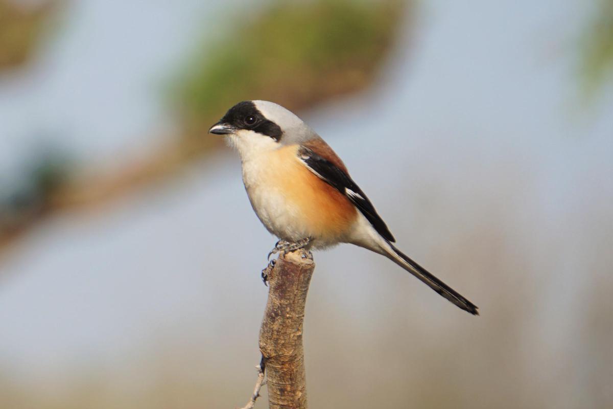 Image of Bird, Beak, Wood, Twig etc.