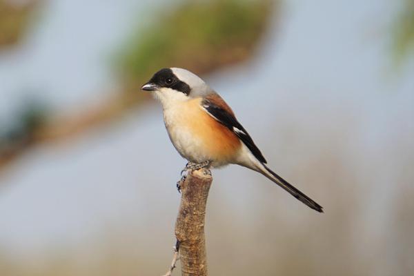 Image of Bird, Beak, Wood, Twig etc.