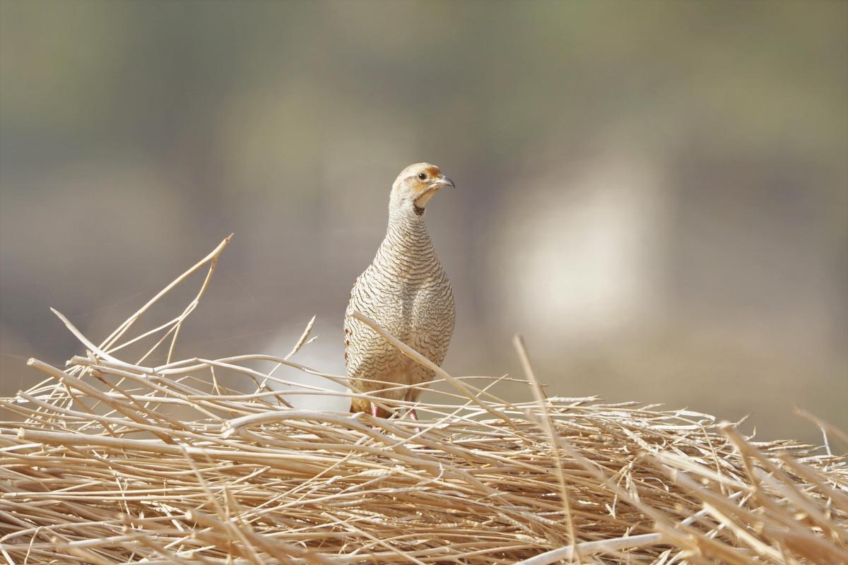Image of Bird, Beak, Wood, Feather, Twig, Bird nest etc.