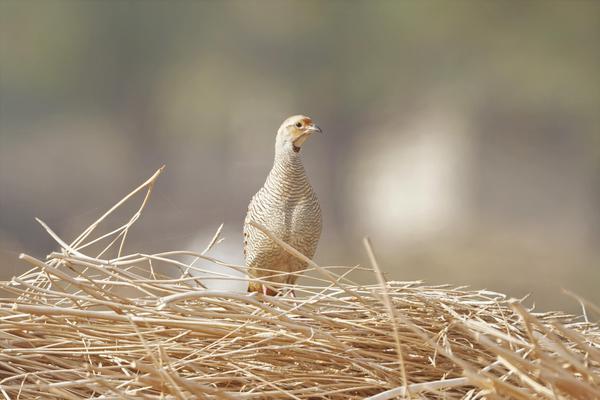 Image of Bird, Beak, Wood, Feather, Twig, Bird nest etc.