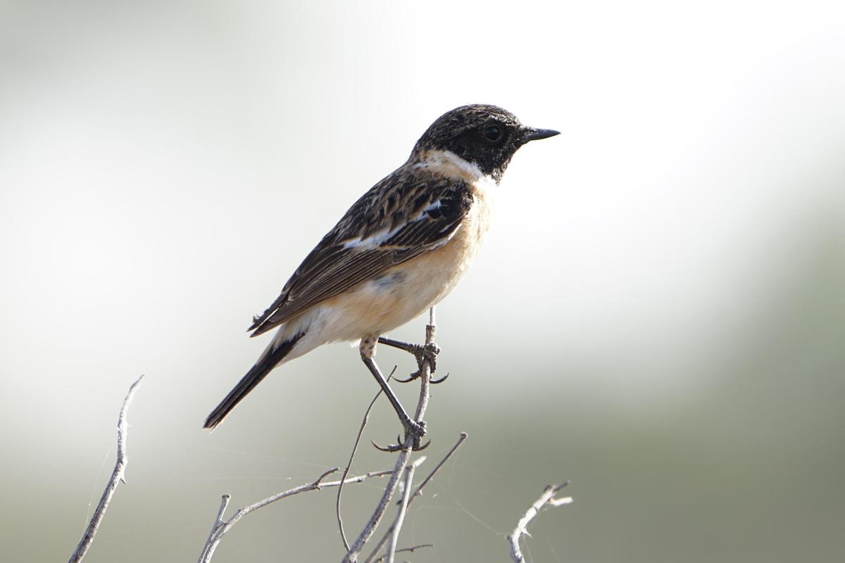 Image of Bird, Beak, Twig etc.