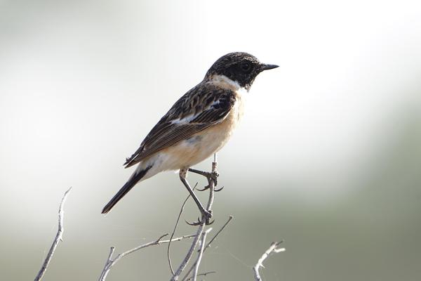 Image of Bird, Beak, Twig etc.