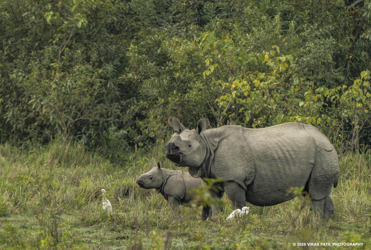 Image of Landscape, Natural landscape, Terrestrial animal, Snout, Nature reserve, Plain etc.