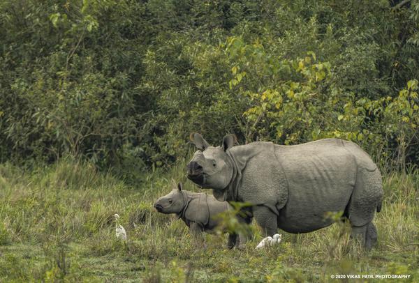Image of Landscape, Natural landscape, Terrestrial animal, Snout, Nature reserve, Plain etc.