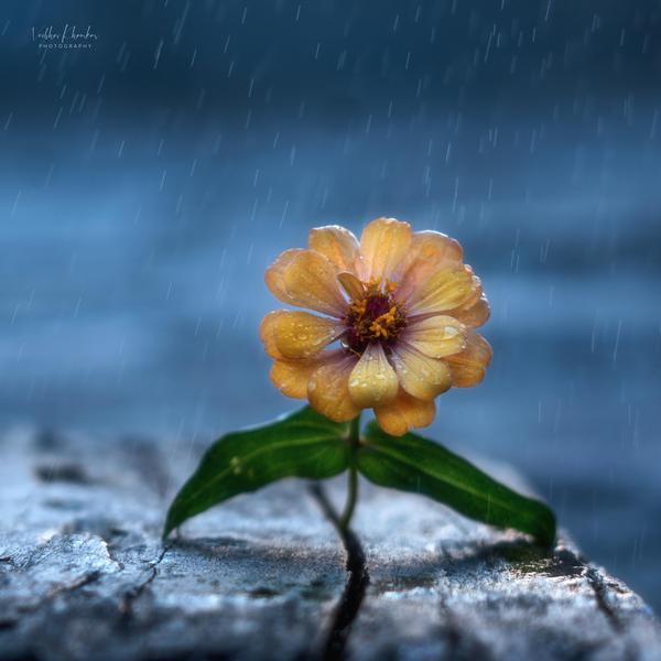 Image of Sky, Yellow, Plant, Flower, Flowering plant, Petal etc.