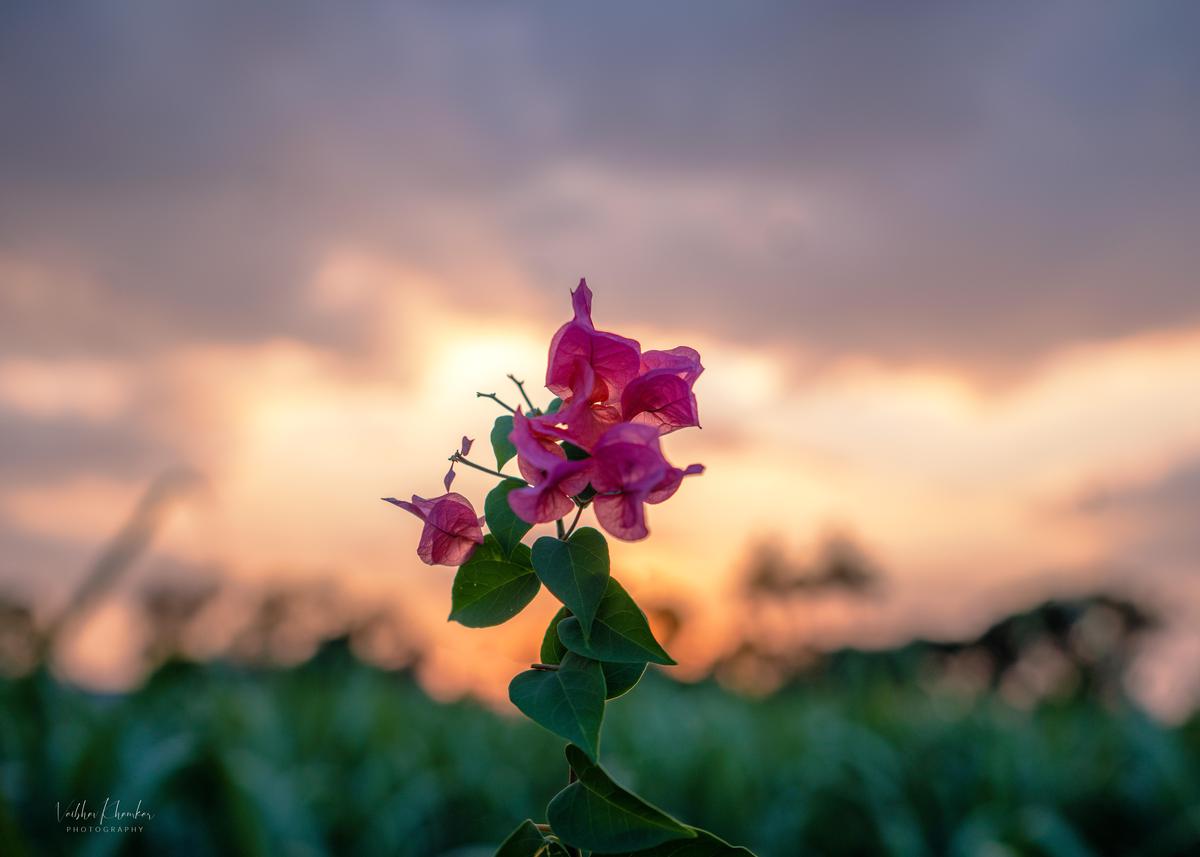 Image of Nature, Sky, Cloud, Purple, Pink, Plant etc.