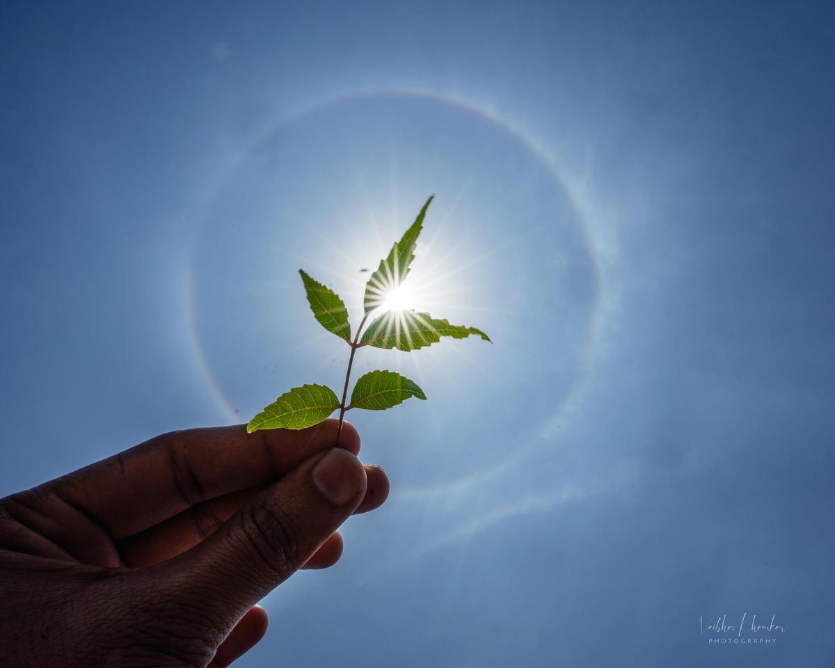 Image of Sky, Green, Water, Plant, Flower, Hand etc.