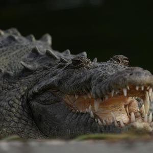 Image of  etc.