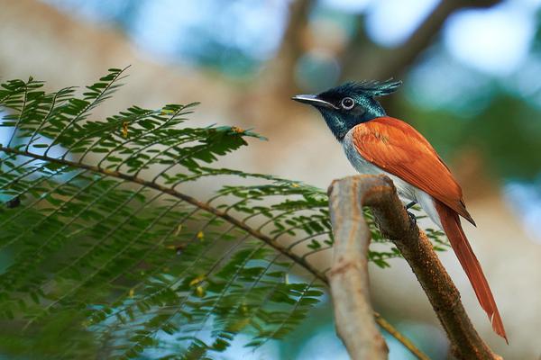 Image of Branch, Bird, Beak, Twig etc.