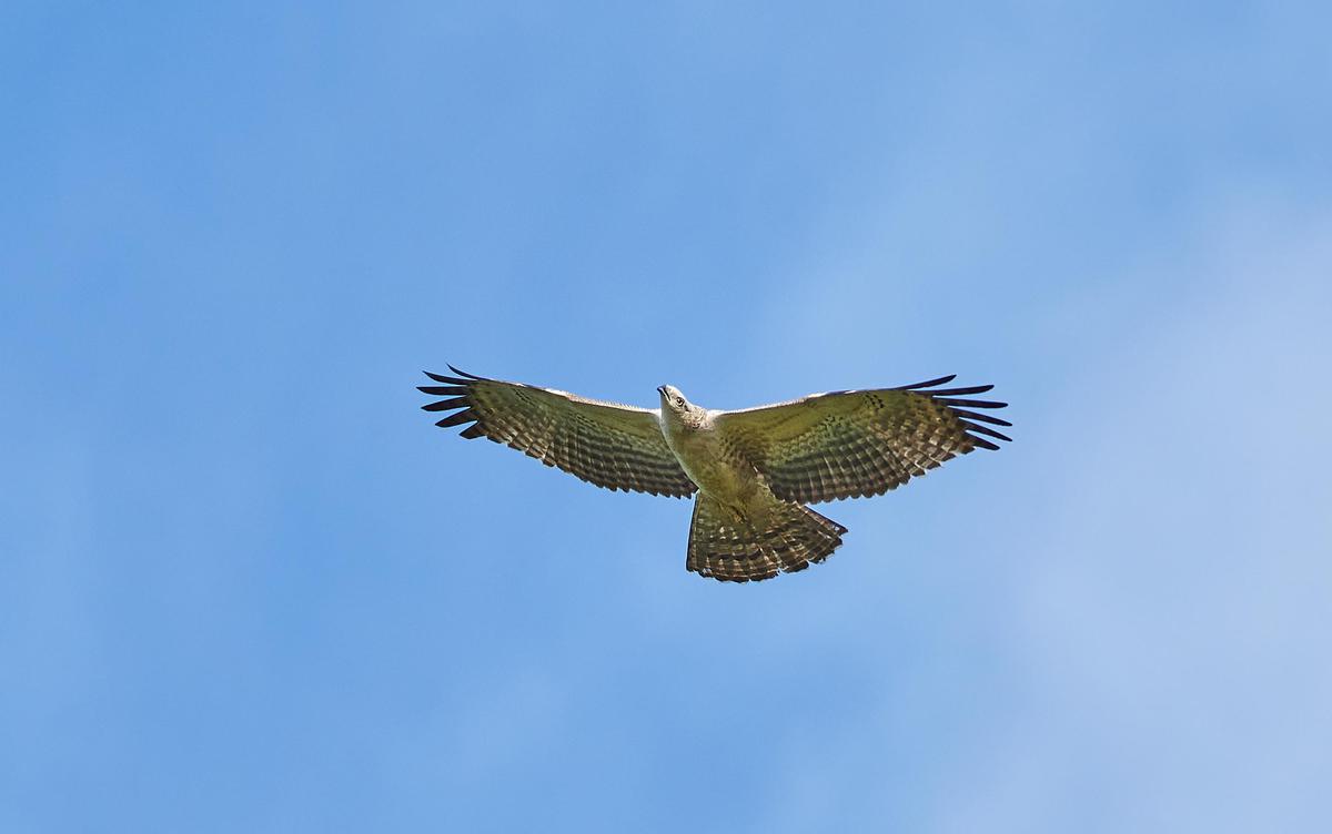 Image of Sky, Cloud, Bird, Beak, Eagle, Accipitridae etc.